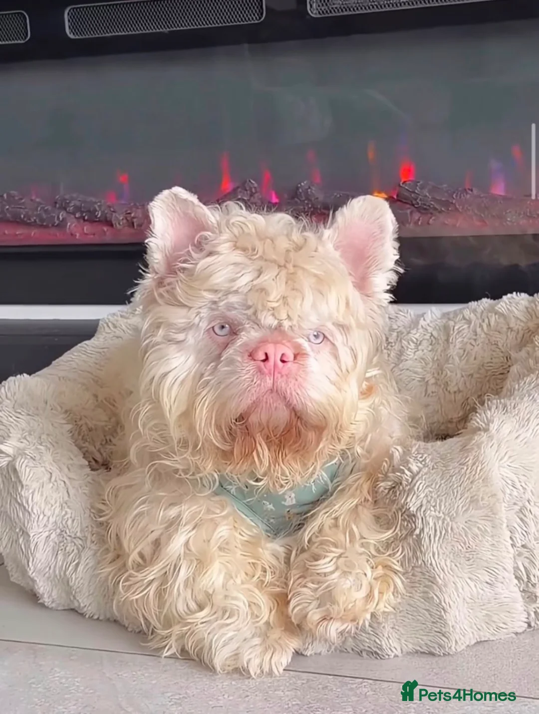 French Bulldog dogs for sale: RARE PINK/FULL FLUFFY FRENCH BULLDOGS in Morden - Advert 1