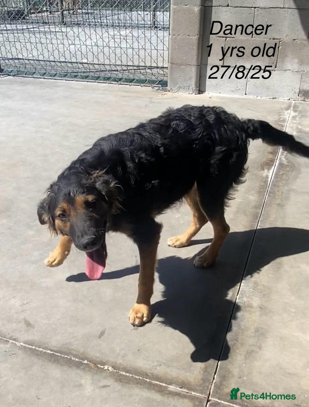 Mixed Breed dogs for adoption: Dancer, Approx 13 months, Available for adoption. - Image 5