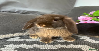 Mini Lop rabbits - Advert 6