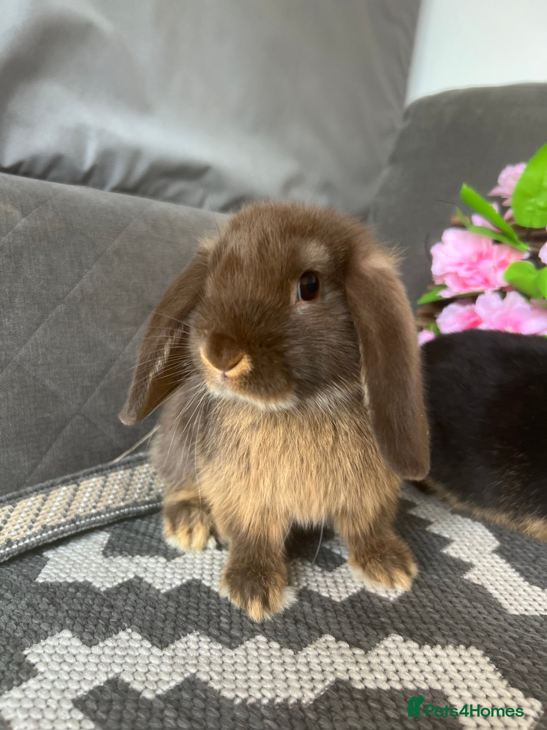 Mini Lop rabbits for sale: READY TO GO! Mini Lop Boys (2 Left) - Image 3