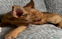 Mixed Breed dogs for sale: Chihuahua x  - Image 20