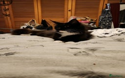 Maine Coon cats for sale: Maine coon kittens full papers  - Image 3