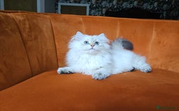 Scottish Fold cats for sale: Excellent Scottish straight girl ready to go in Erith - Image 16