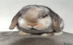 Mini Lop rabbits for sale: Female Adult (Young) Mini Lop - Advert 3
