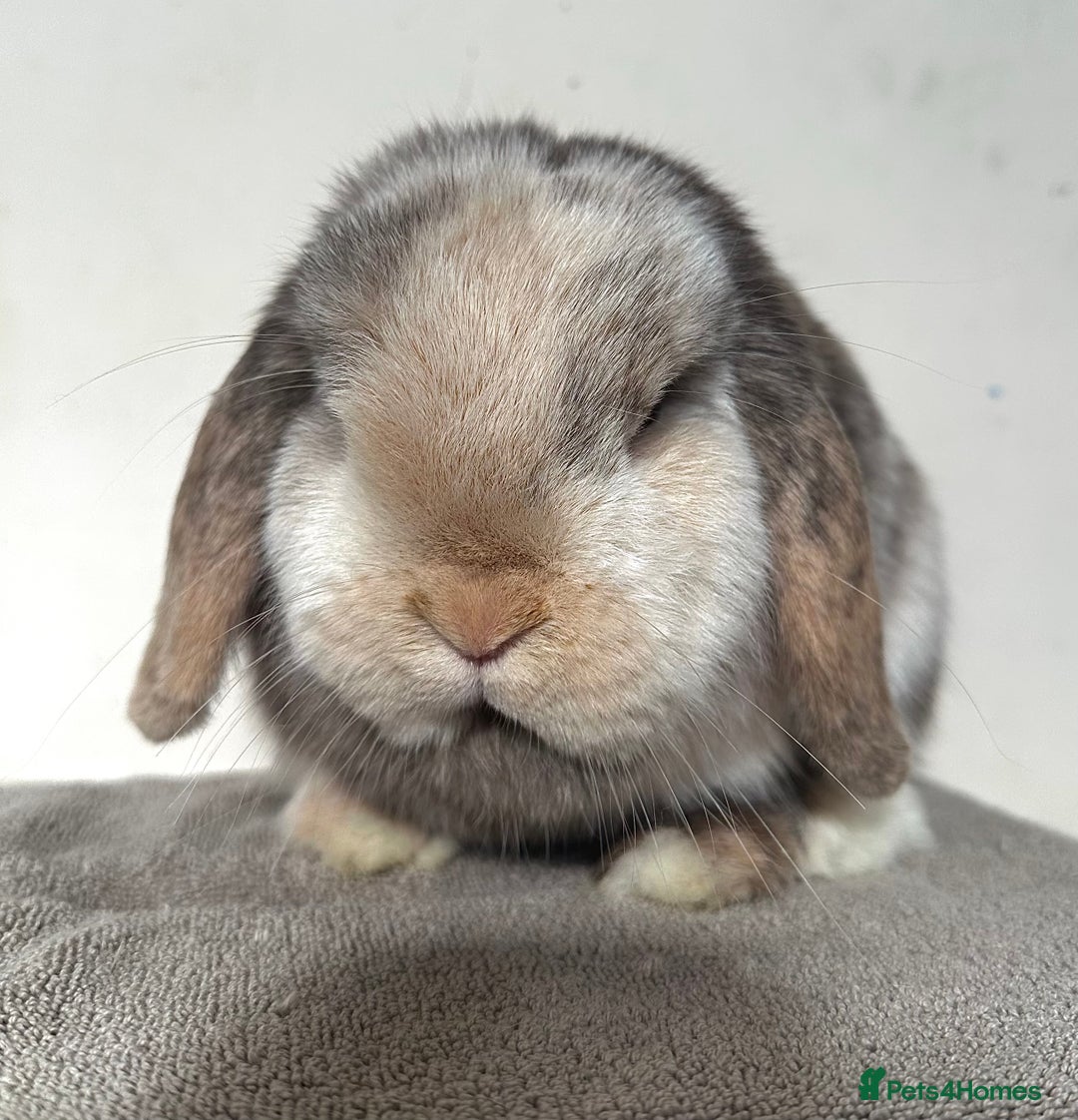 Mini Lop rabbits for sale: Female Adult (Young) Mini Lop - Advert 3