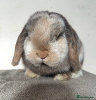 Mini Lop rabbits Female Adult (Young) Mini Lop - Advert 1