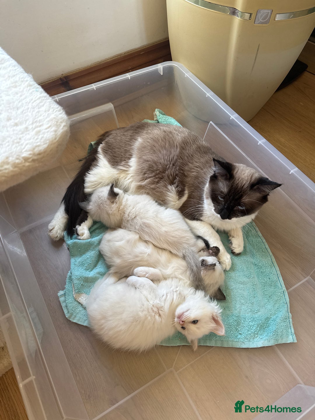 Ragdoll cats for sale: Ragdoll kittens for sale - Advert 1