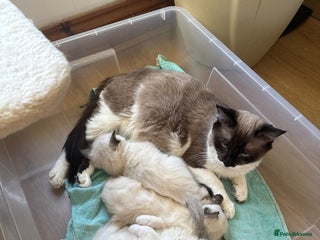 Ragdoll cats Ragdoll kittens for sale - Advert 1