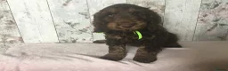 Mixed Breed dogs for sale: Medium to small Mini Doodle pups - Advert 8