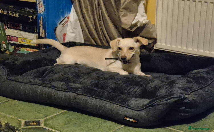 Mixed Breed dogs - Advert 2