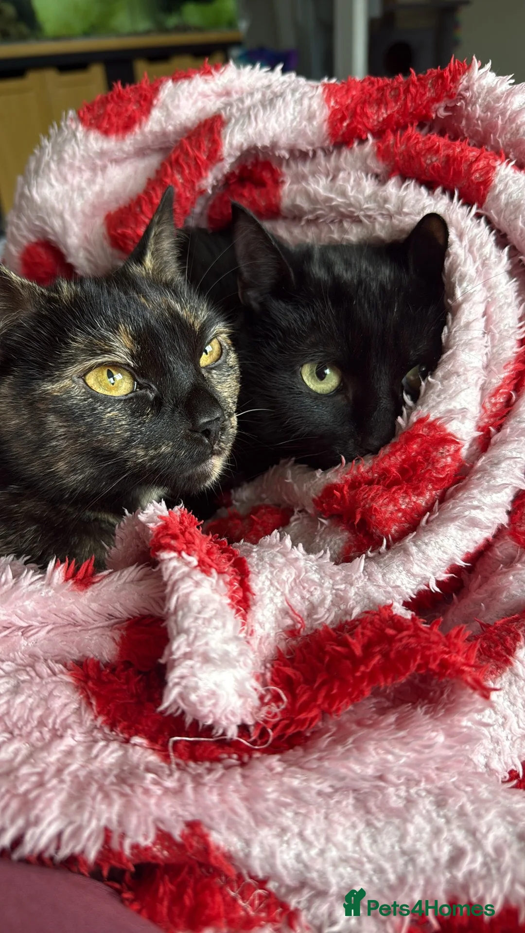 Mixed Breed cats for sale: Sisters - Advert 6
