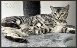 Bengal cats for sale: Silver Spotted Bengal Siblings Haja And Tala - Image 17