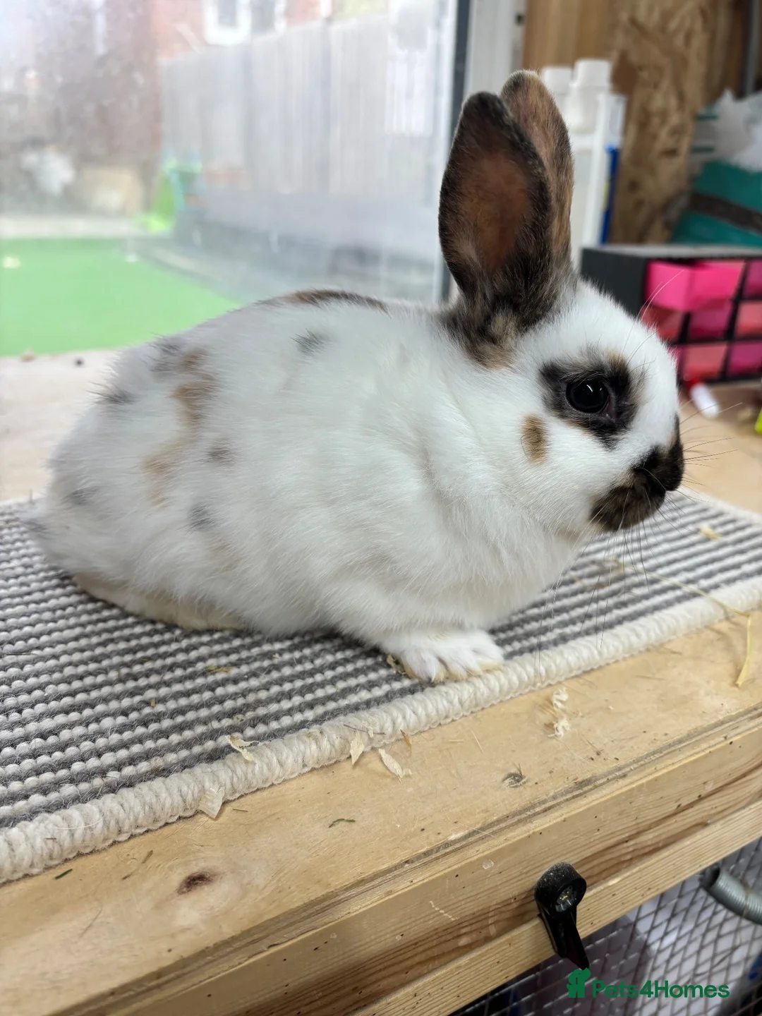 Mini Lop rabbits for sale: BRC rung and vaccinated Baby rabbits  - Advert 9