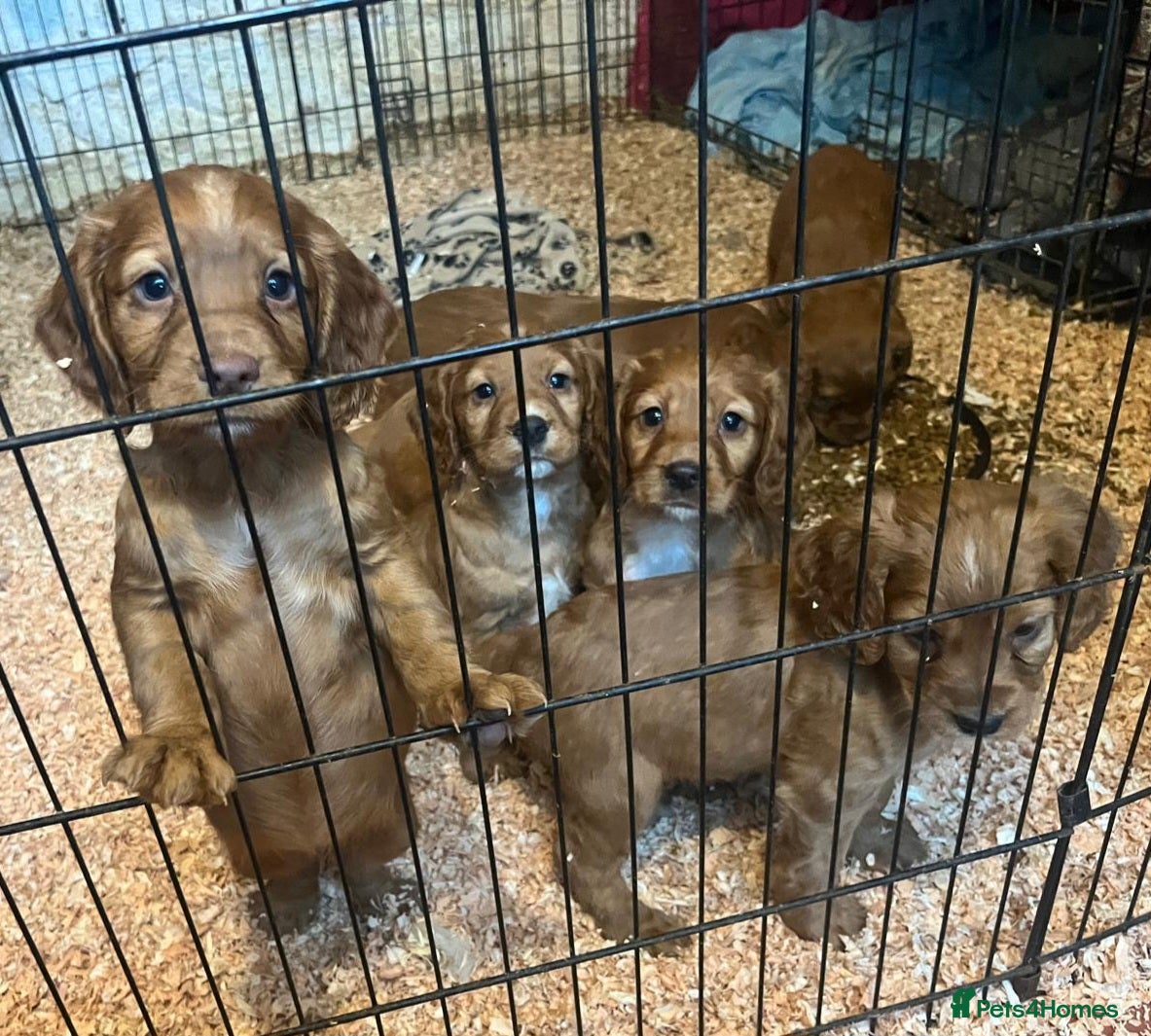 Cocker Spaniel dogs Gorgeous KC reg red cocker spaniel pups  - Advert 1