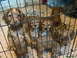 Cocker Spaniel dogs Gorgeous KC reg red cocker spaniel pups - Advert 9