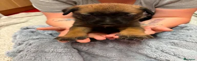 Esther