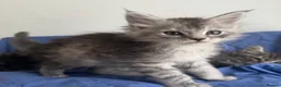 Maine Coon cats for sale: Champion line Maine coon active kittens - Advert 6