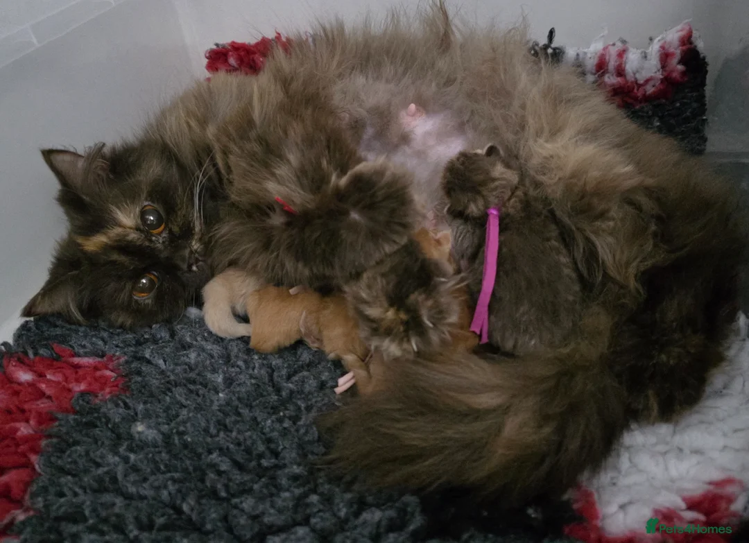 British Longhair cats for sale: Golden British Longhaired kittens  - Advert 2