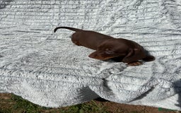 Dachshund dogs for sale: Dachshund puppies available for rehoming. - Image 3