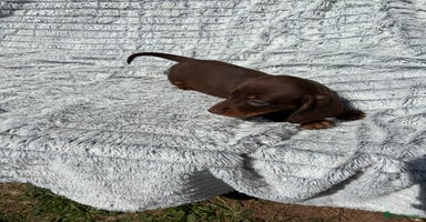 Dachshund dogs - Advert 5