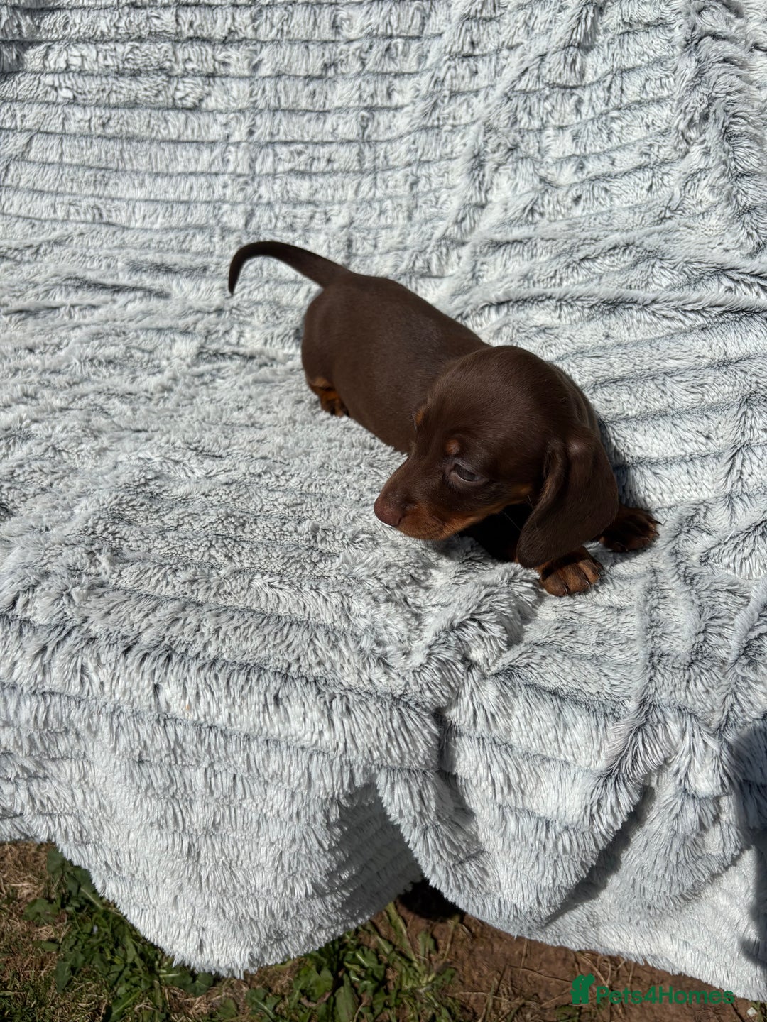 Dachshund dogs for sale: Dachshund puppies available for rehoming. - Image 3