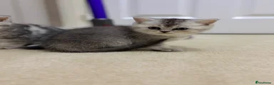 Persian 3