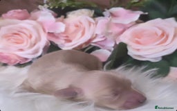 Miniature Dachshund dogs for sale: Stunning Cream Miniture Dachshund puppy 5  - Image 1