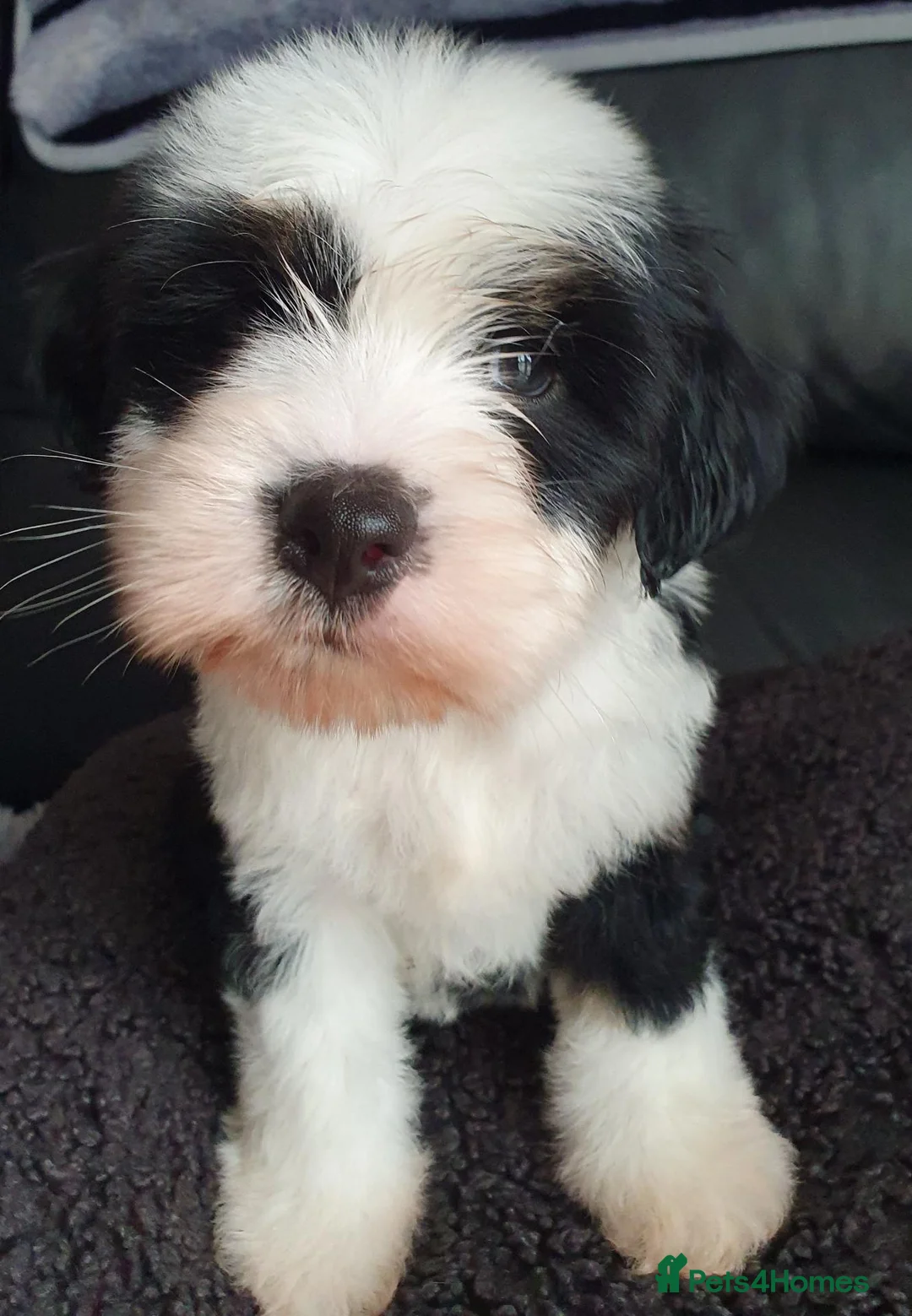 Tibetan Terrier dogs for sale: 1 STUNNING MALE Tibtan Terrier - Advert 2