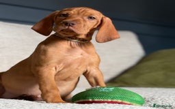 Hungarian Vizsla dogs for sale: Hungarian Vizsla Puppies in Melton Mowbray - Image 18
