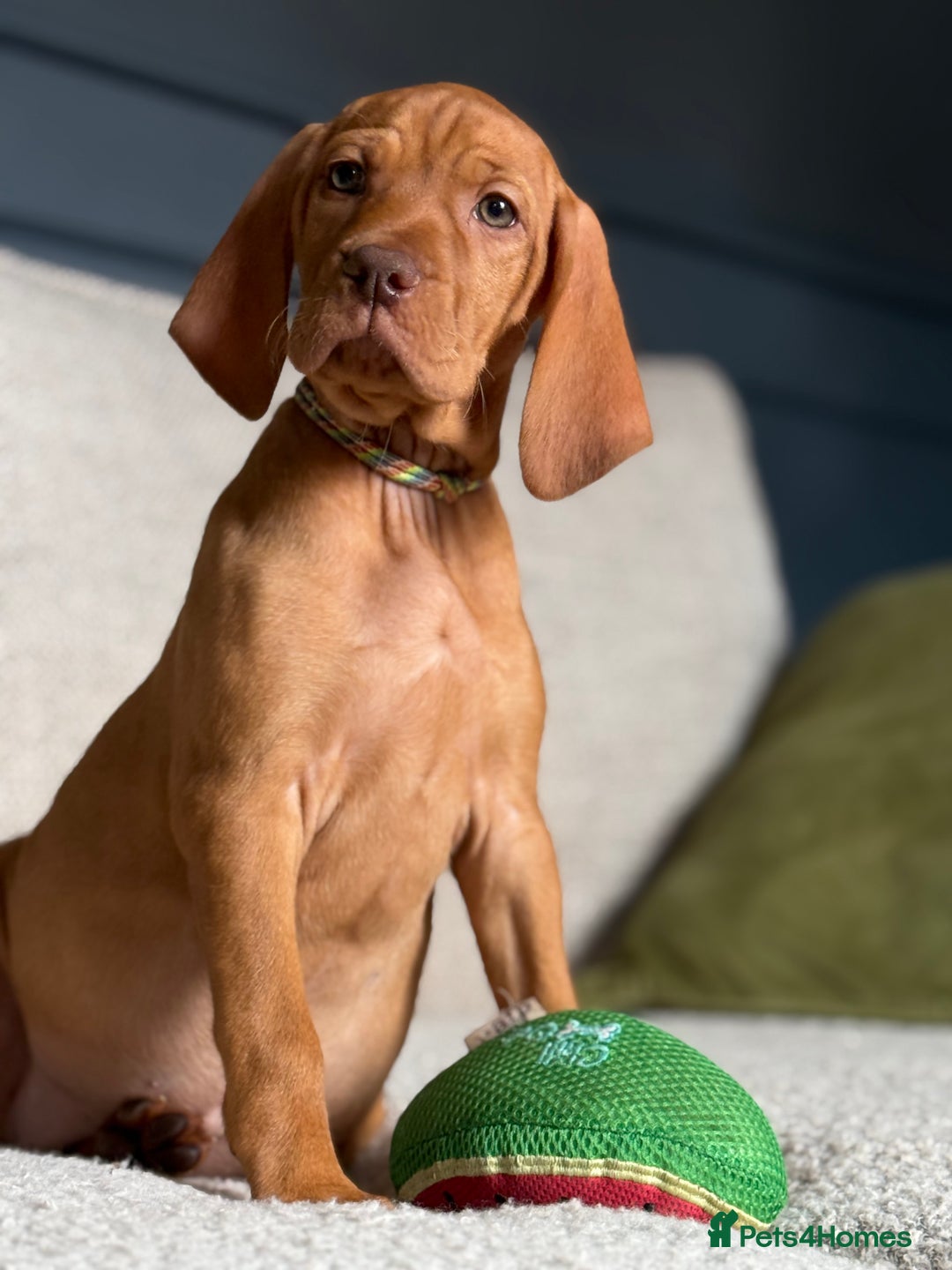 Hungarian Vizsla dogs for sale: Hungarian Vizsla Puppies in Melton Mowbray - Image 18