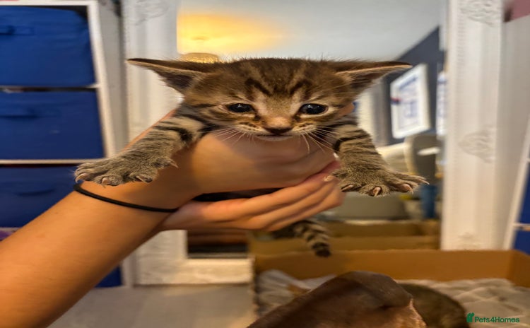 Domestic Shorthair cats - Advert 10