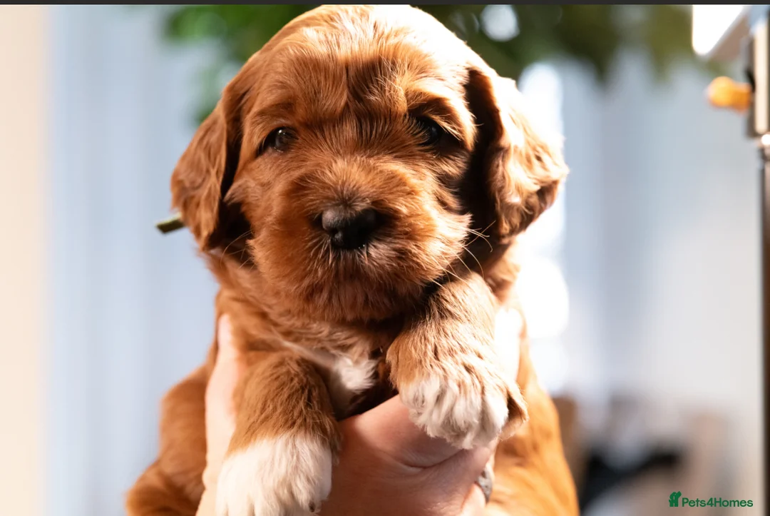 Australian Labradoodle dogs for sale: WAITING LIST Australian Labradoodles - RED & TUX  - Advert 9