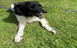 Mixed Breed dogs for adoption: Meet Beauty – A Gentle Soul with a Big Heart - Image 1