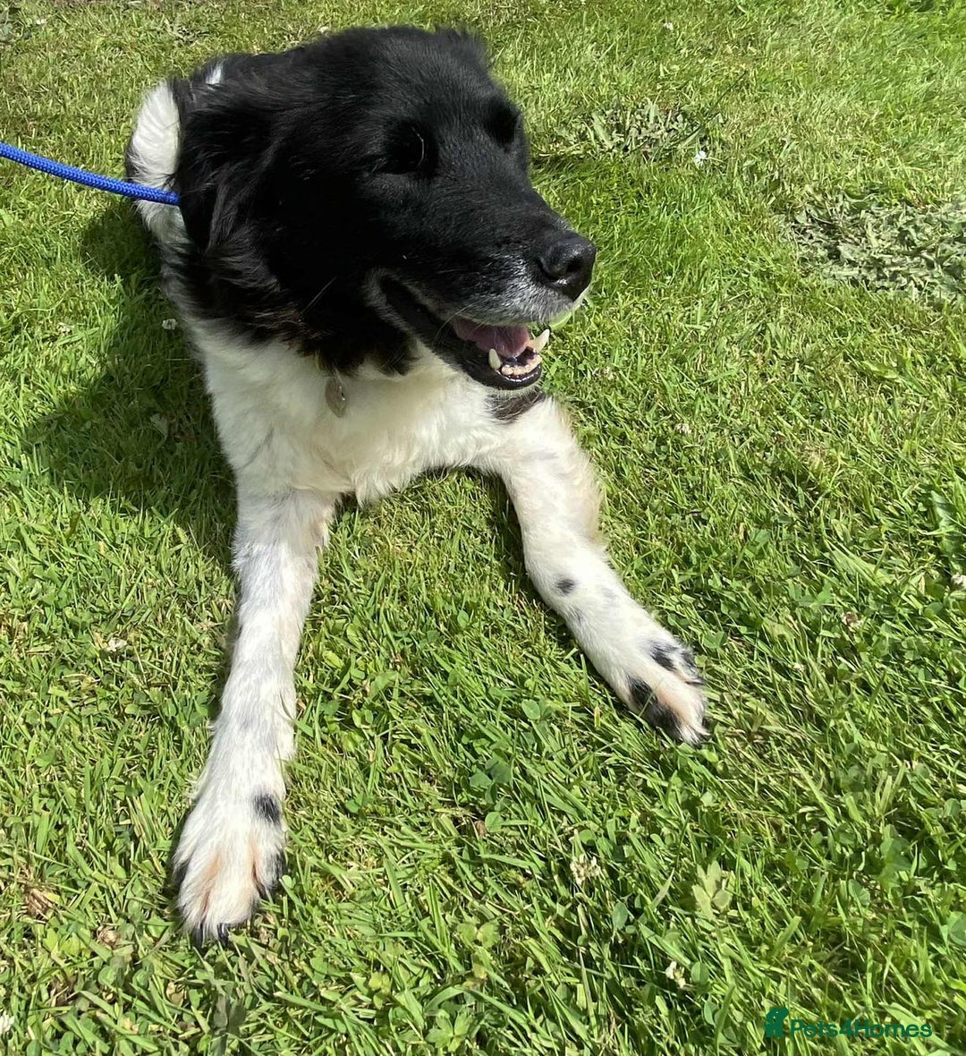 Mixed Breed dogs for adoption: Meet Beauty – A Gentle Soul with a Big Heart - Image 1