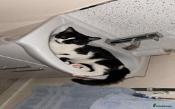 Mixed Breed cats for sale: 10 Month Old Male Kitten - Otis - Image 2