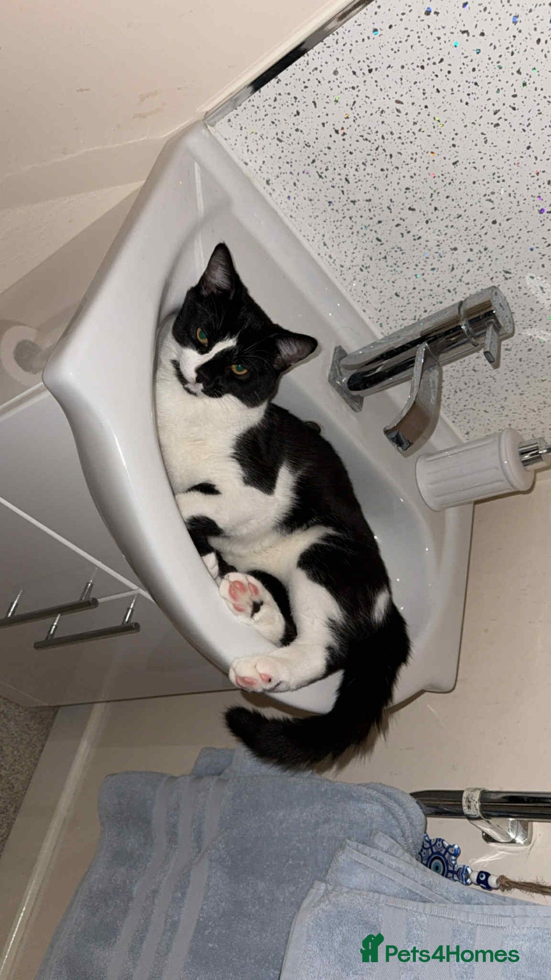 Mixed Breed cats for sale: 10 Month Old Male Kitten - Otis - Image 2