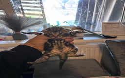 Bengal cats for sale: Bengal X  - Image 10