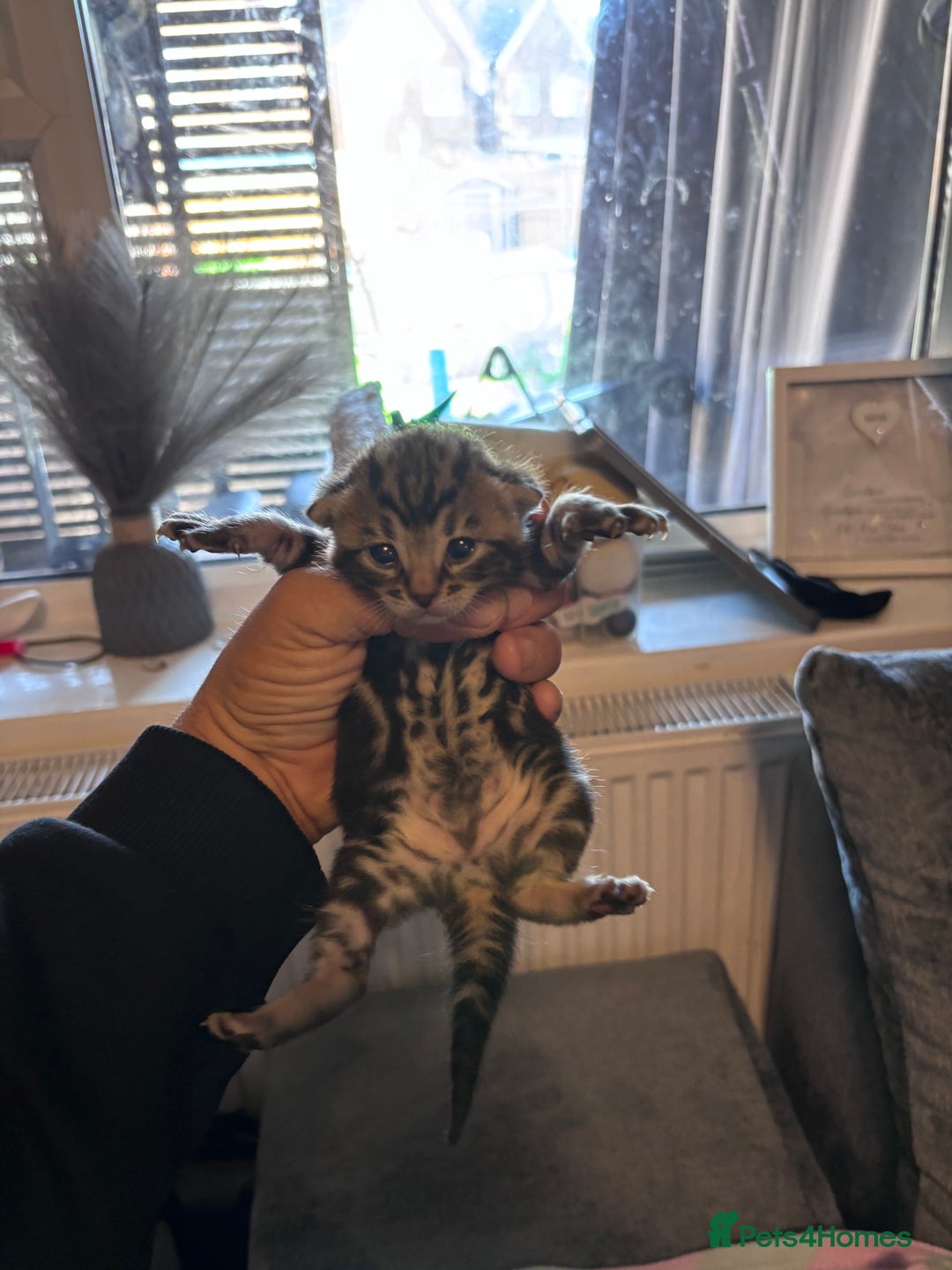 Bengal cats for sale: Bengal X  - Image 10