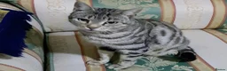 Mixed Breed cats for sale: 2 Mixed breed & 5 tuxedo kittens ready to leave - Advert 9