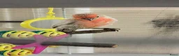 Finches birds for sale: Pair of red opal Mexican house finches  - Advert 3