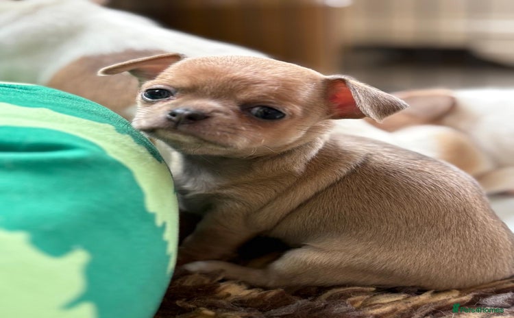 Chihuahua dogs - Advert 7