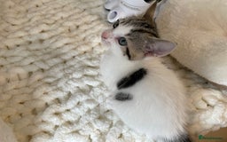 British Shorthair cats for sale: Beautiful Fluffy Kitten.  - Image 4