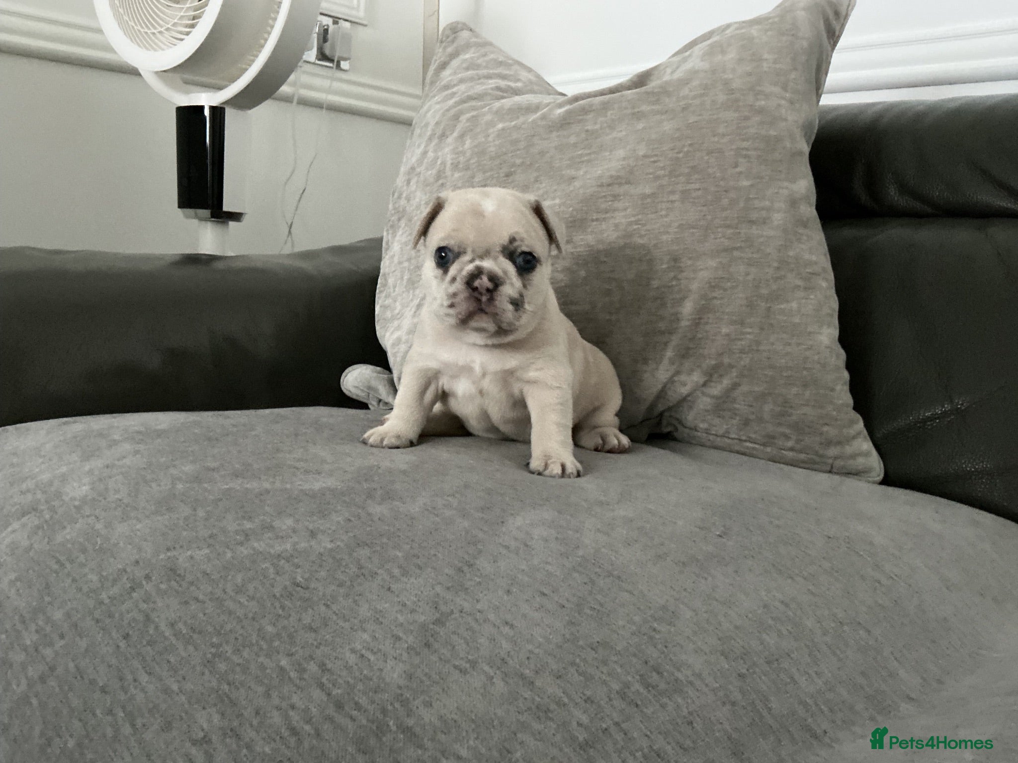 French Bulldog dogs French bulldog  - Advert 2