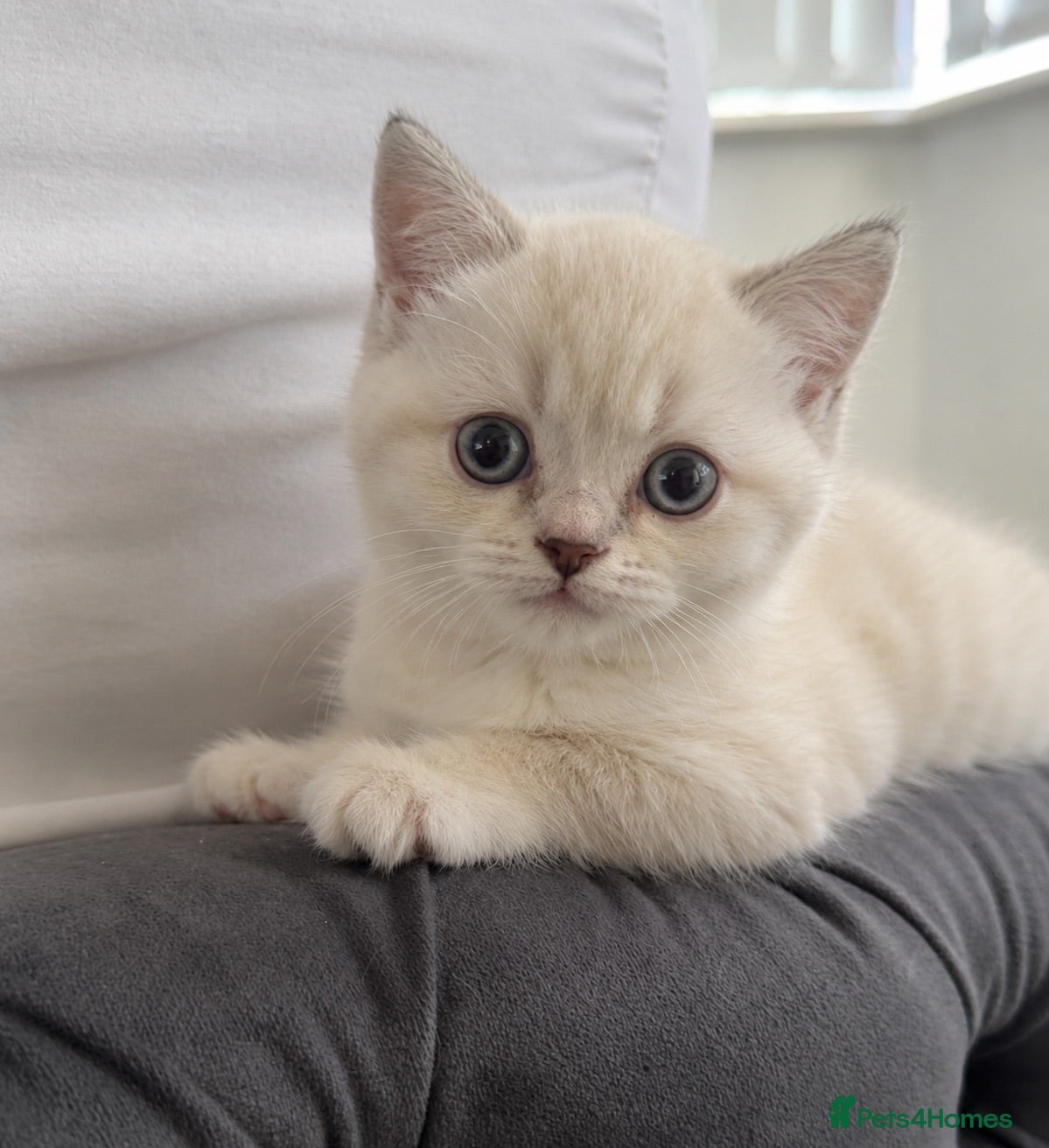 British Shorthair cats LAST KITTEN LEFT FEMALE PRICE NEGOTIABLE  - Advert 2