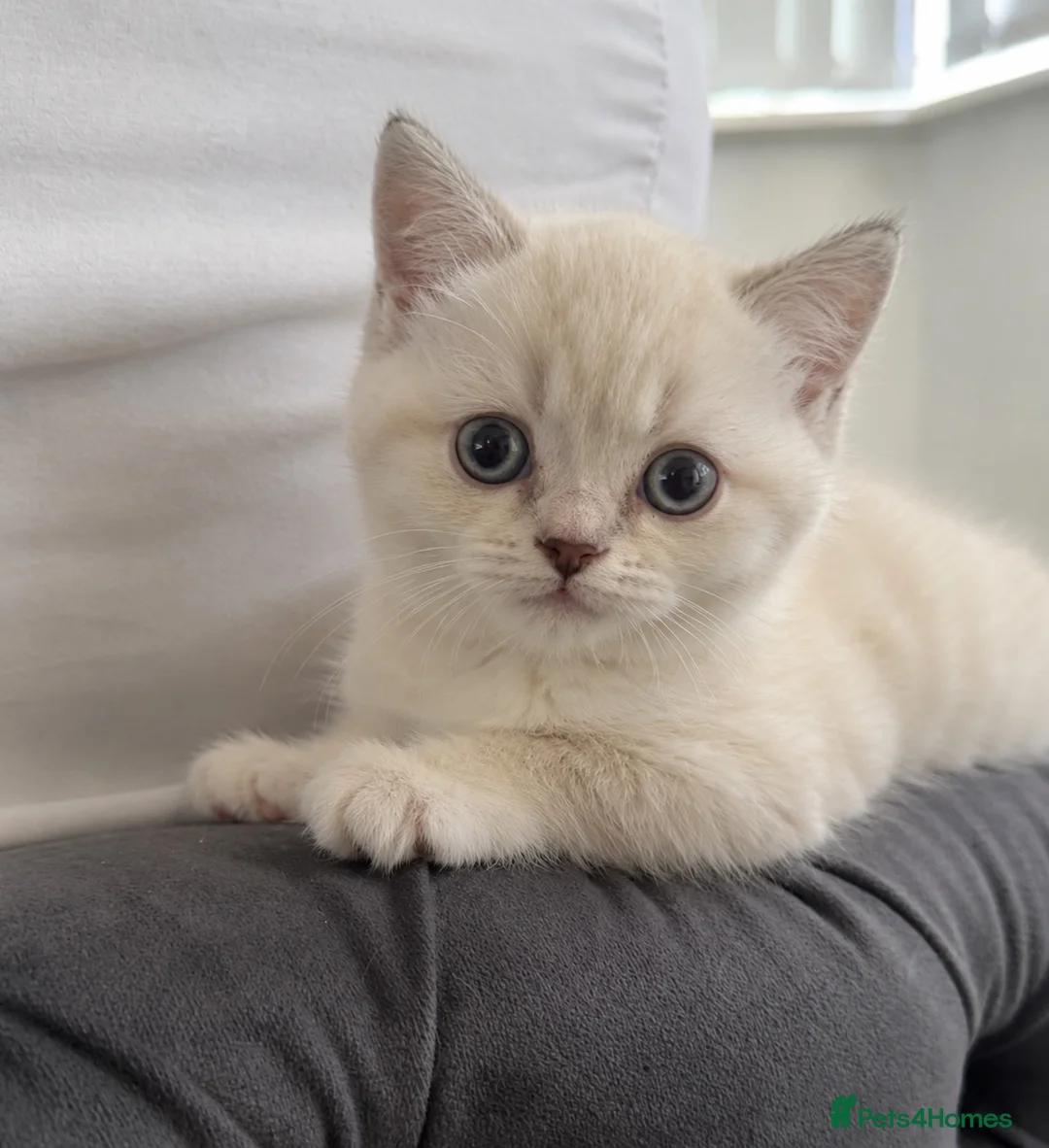 British Shorthair cats for sale: LAST KITTEN LEFT FEMALE PRICE NEGOTIABLE  - Advert 2