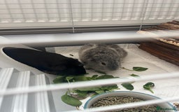 Guinea Pig rodents for sale: 2 Boy guinea pigs - Image 1