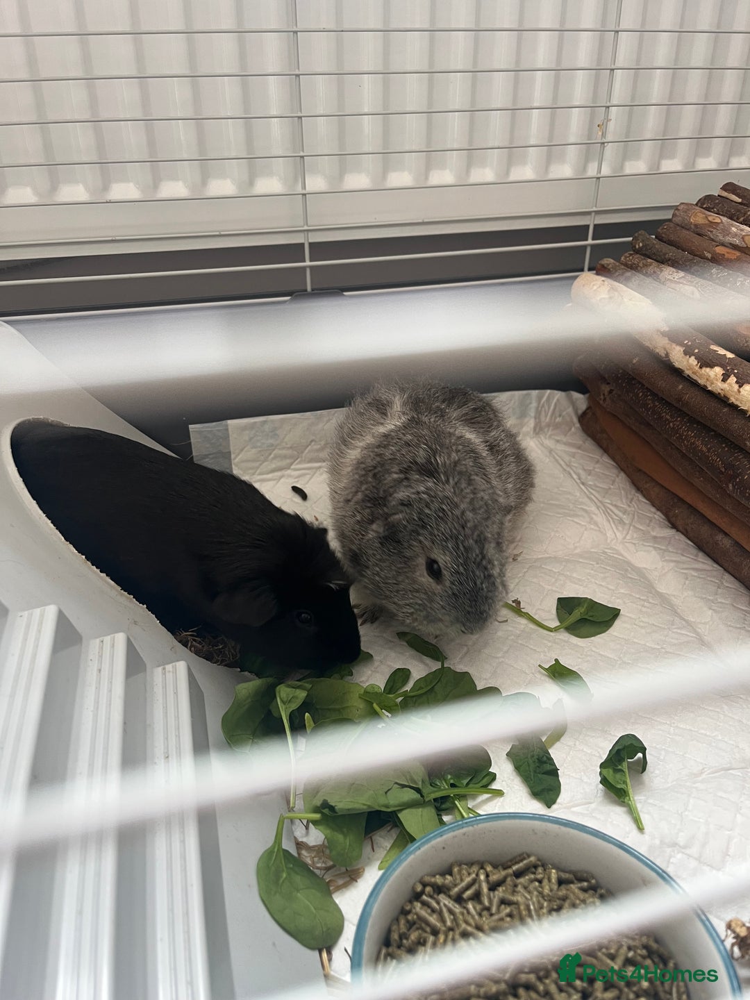Guinea Pig rodents for sale: 2 Boy guinea pigs - Image 1