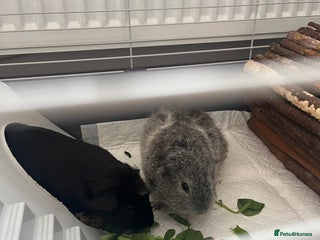 Guinea Pig rodents - Advert 8