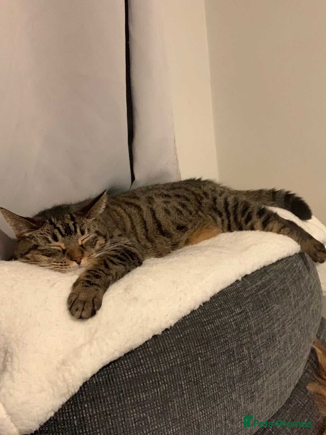 British Shorthair cats for sale: British shorthair cat 4 years old  - Advert 8