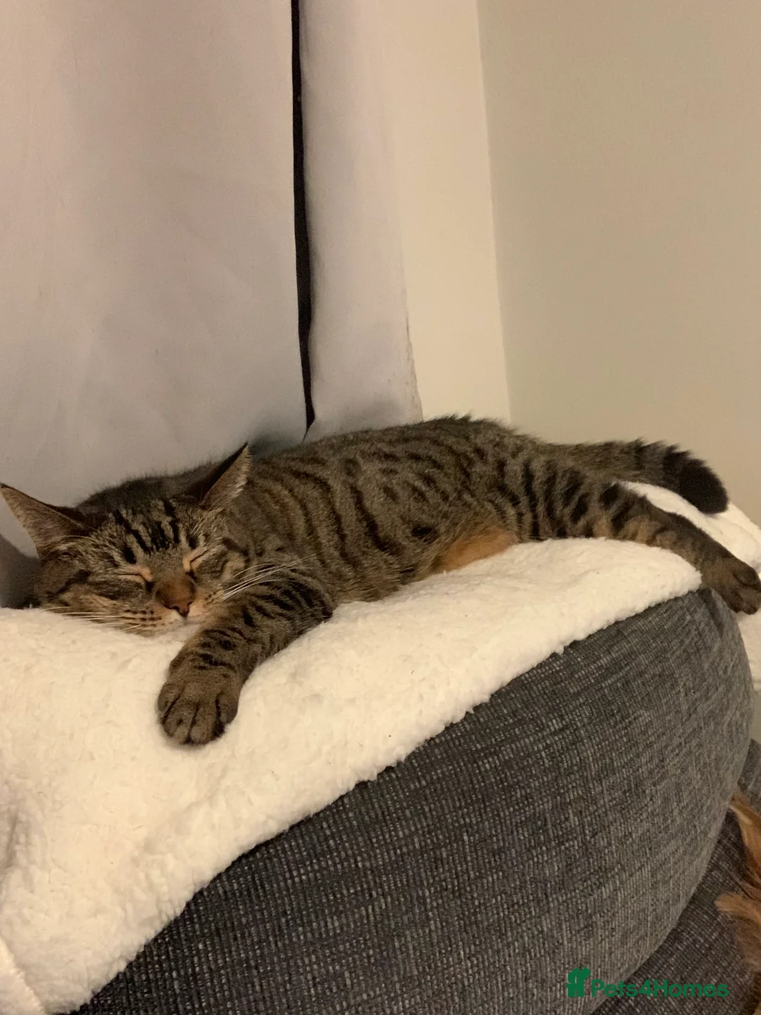 British Shorthair cats for sale: British shorthair cat 4 years old  - Advert 8